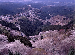 吉野山の桜