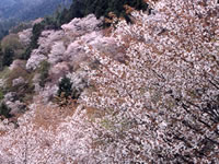 吉野山の桜