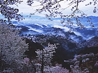 吉野山の桜