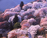 吉野山の桜