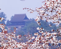 吉野山の桜