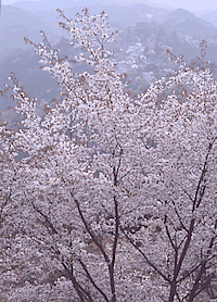 吉野山の桜